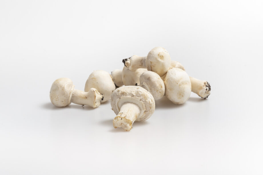 Champignon blanc france