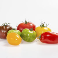 Tomate a l'ancienne