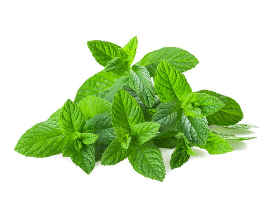 Menthe fraiche