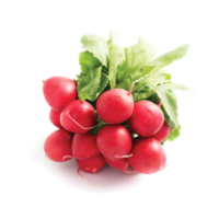 Radis nantais rouge