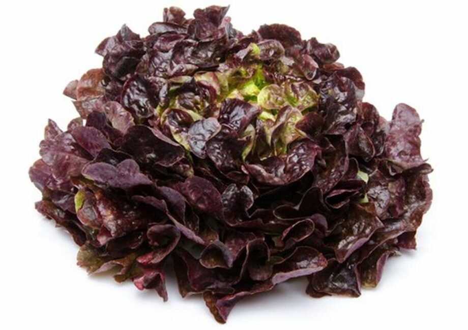 Salade feuilles de chêne rouge